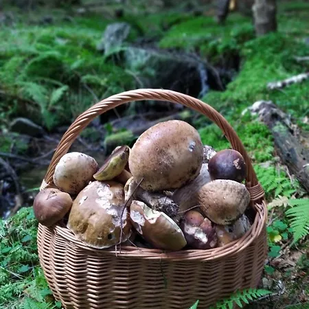 Sosnowa - Dom Z Prywatna Sauna Villa *